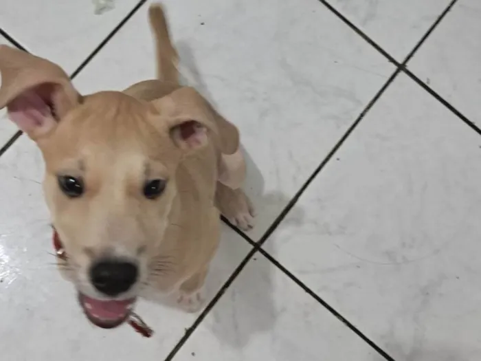 Cachorro ra a SRD idade 2 a 6 meses nome Lito