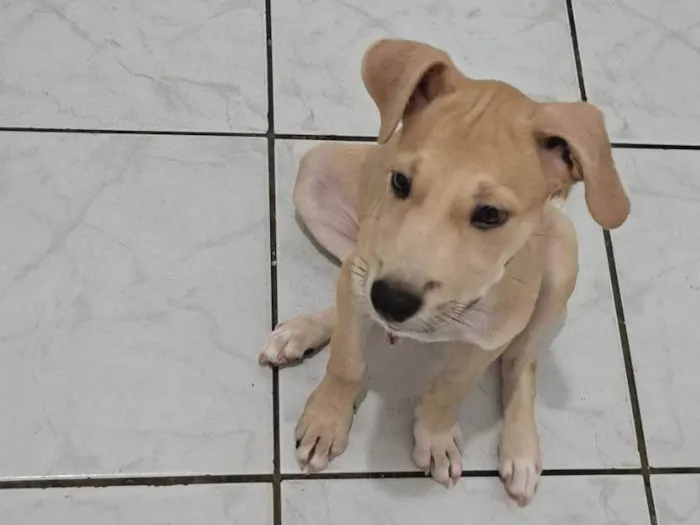 Cachorro ra a SRD idade 2 a 6 meses nome Lito