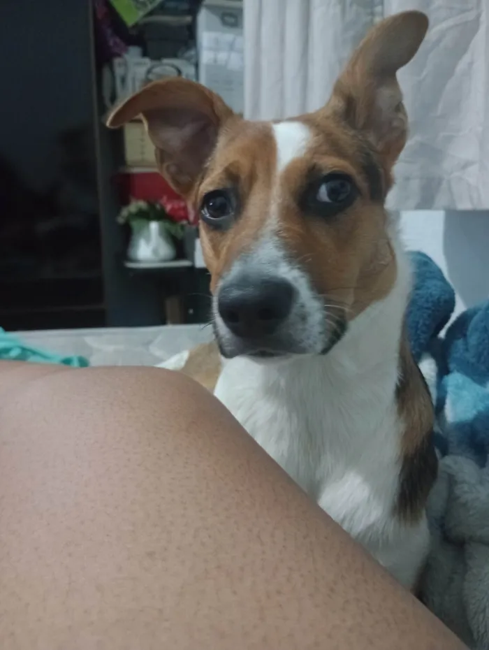 Cachorro ra a SRD-ViraLata idade 7 a 11 meses nome Chloe 