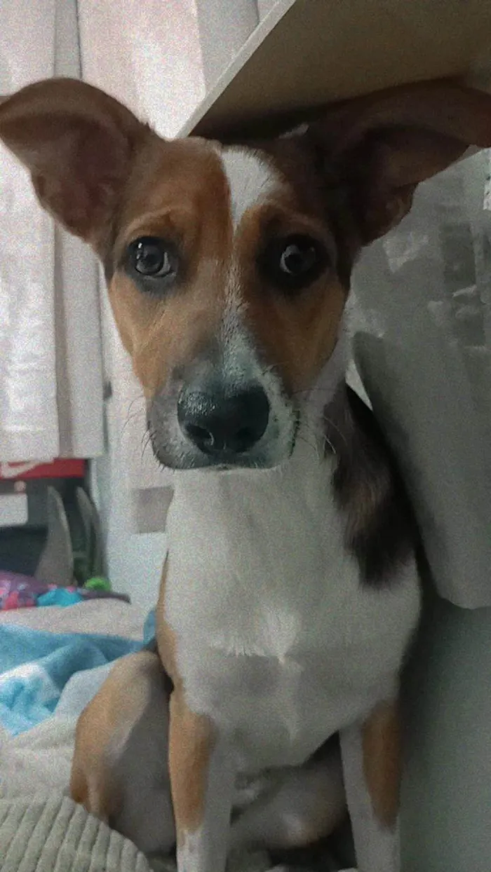 Cachorro ra a SRD-ViraLata idade 7 a 11 meses nome Chloe 