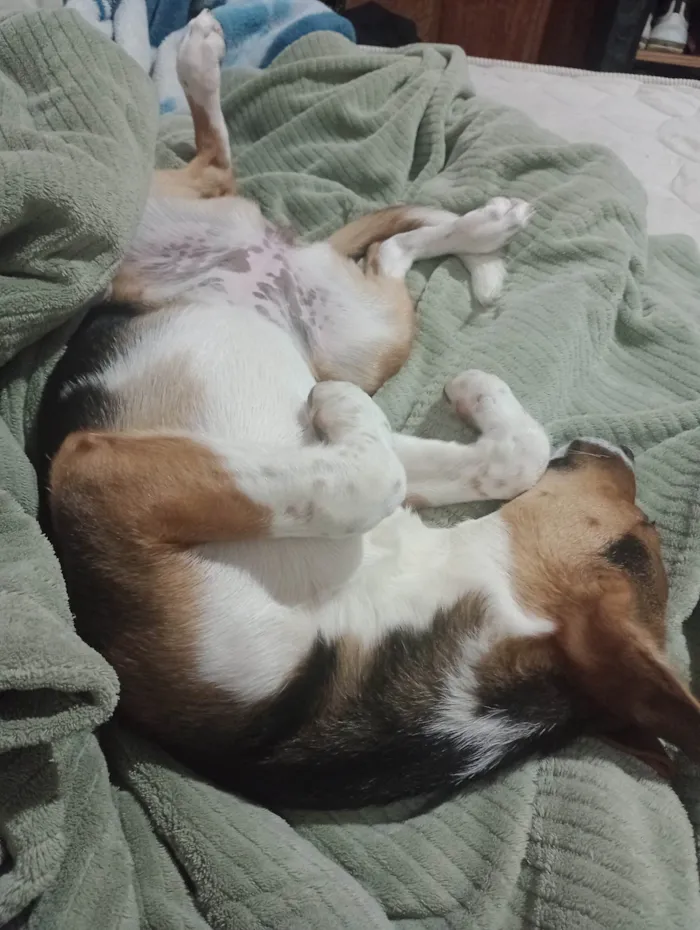 Cachorro ra a SRD-ViraLata idade 7 a 11 meses nome Chloe 