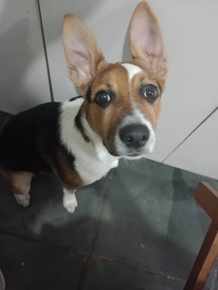 Cachorro ra a SRD-ViraLata idade 7 a 11 meses nome Chloe 