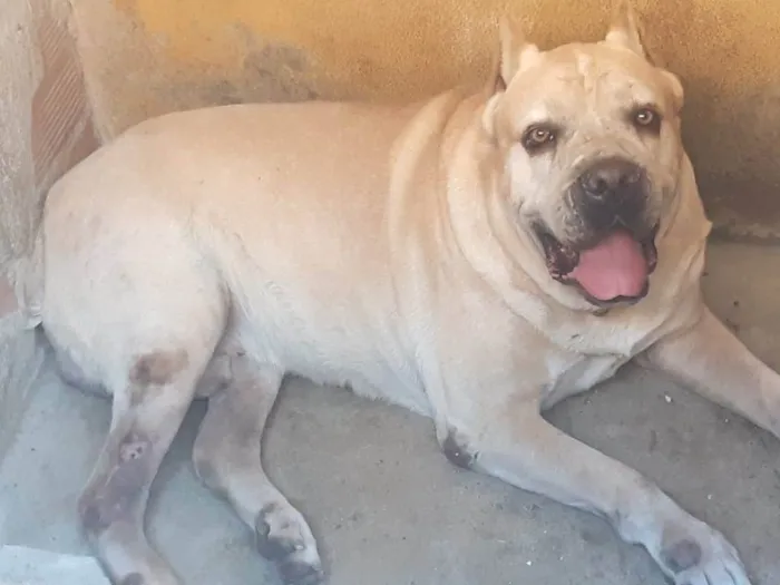 Cachorro ra a Cane Corso idade 6 ou mais anos nome Wolf