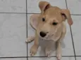 Lito
