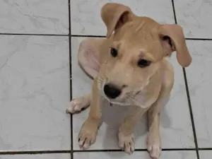 Cachorro raça SRD idade 2 a 6 meses nome Lito