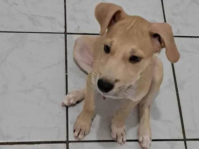 Cachorro ra a SRD idade 2 a 6 meses nome Lito