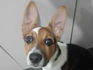 Cachorro raça SRD-ViraLata idade 7 a 11 meses nome Chloe 