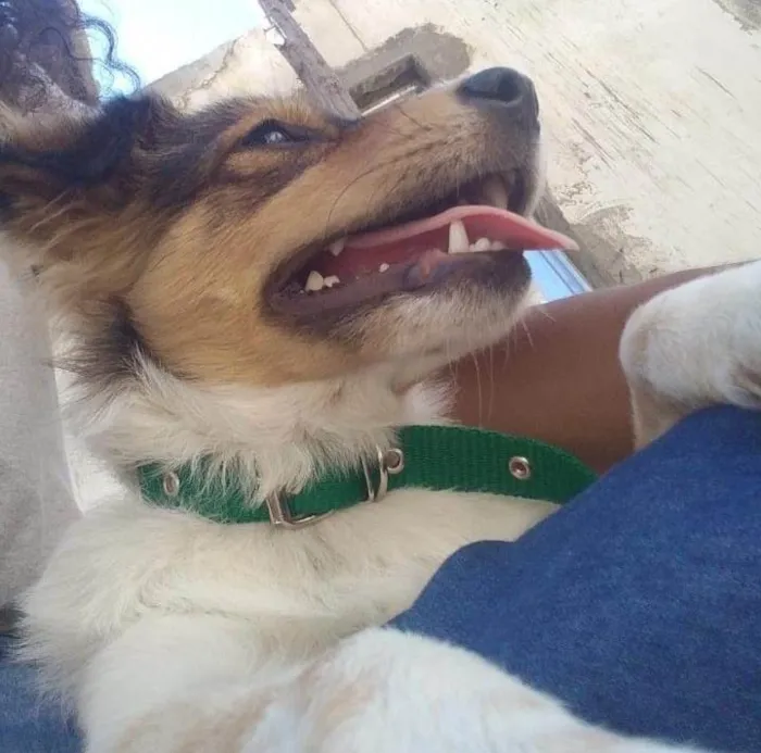 Cachorro ra a  idade 2 a 6 meses nome Amora