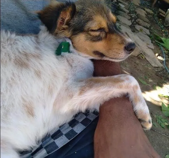 Cachorro ra a  idade 2 a 6 meses nome Amora