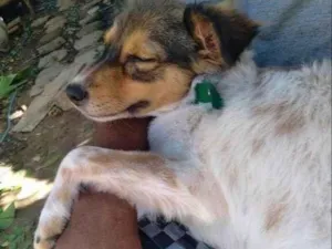 Cachorro raça  idade 2 a 6 meses nome Amora