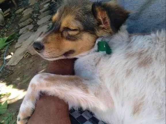 Cachorro ra a  idade 2 a 6 meses nome Amora