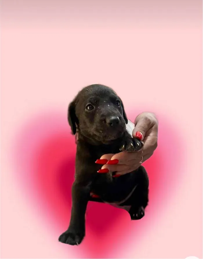 Cachorro ra a SRD-ViraLata idade Abaixo de 2 meses nome Théo bb50dias lindo 