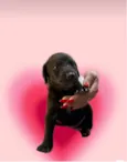 Théo bb50dias lindo