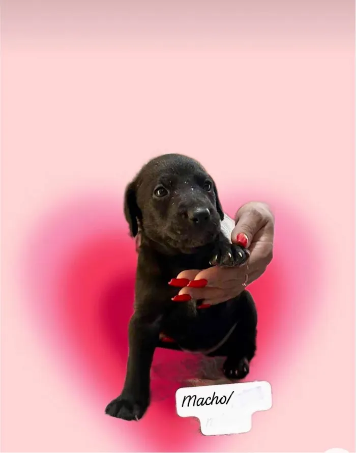 Cachorro ra a SRD-ViraLata idade Abaixo de 2 meses nome Théo bb50dias lindo 