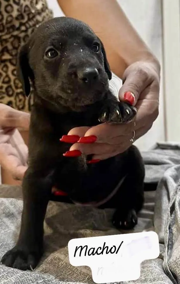 Cachorro ra a SRD-ViraLata idade Abaixo de 2 meses nome Théo bb50dias lindo 
