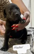 Théo bb50dias lindo