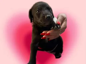 Cachorro raça SRD-ViraLata idade Abaixo de 2 meses nome Théo bb50dias lindo 