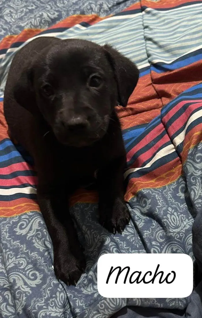 Cachorro ra a SRD-ViraLata idade Abaixo de 2 meses nome Cookie bb50dias lindo 