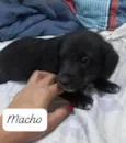 Cookie bb50dias lindo 