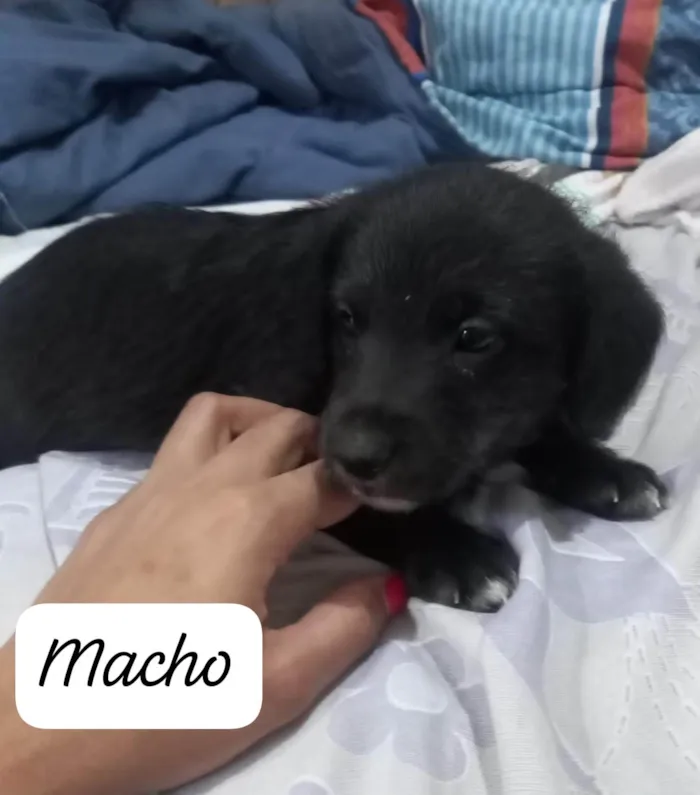 Cachorro ra a SRD-ViraLata idade Abaixo de 2 meses nome Cookie bb50dias lindo 