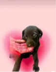 Cookie bb50dias lindo 