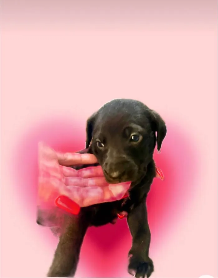 Cachorro ra a SRD-ViraLata idade Abaixo de 2 meses nome Cookie bb50dias lindo 
