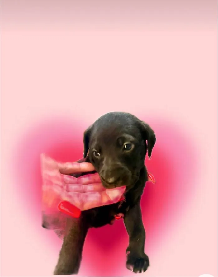Cachorro ra a SRD-ViraLata idade Abaixo de 2 meses nome Cookie bb50dias lindo 