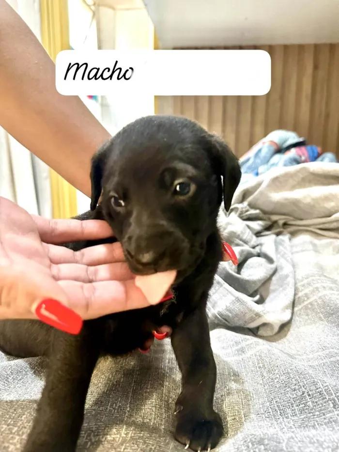 Cachorro ra a SRD-ViraLata idade Abaixo de 2 meses nome Cookie bb50dias lindo 