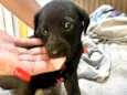 Cookie bb50dias lindo 