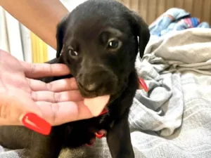 Cachorro raça SRD-ViraLata idade Abaixo de 2 meses nome Cookie bb50dias lindo 