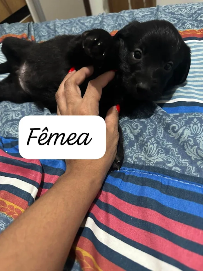 Cachorro ra a SRD-ViraLata idade Abaixo de 2 meses nome Shoyu bb50dias Linda 