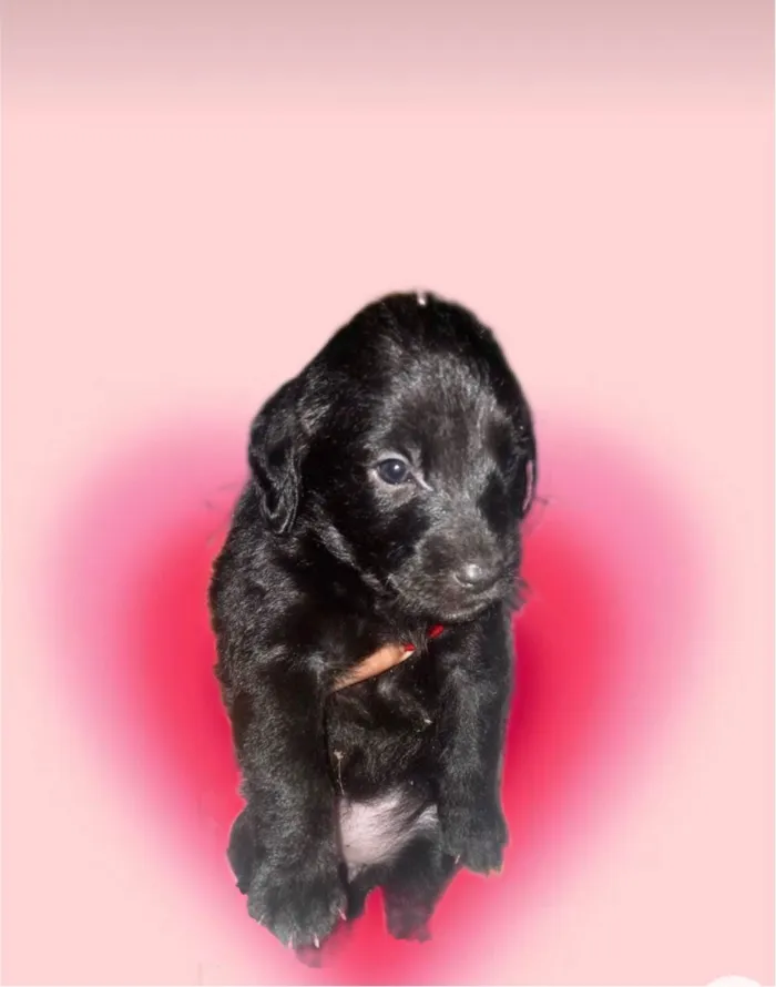 Cachorro ra a SRD-ViraLata idade Abaixo de 2 meses nome Shoyu bb50dias Linda 