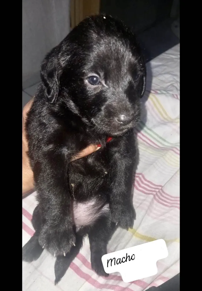 Cachorro ra a SRD-ViraLata idade Abaixo de 2 meses nome Shoyu bb50dias Linda 