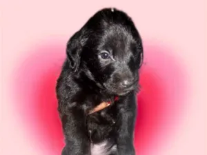 Cachorro raça SRD-ViraLata idade Abaixo de 2 meses nome Shoyu bb50dias Linda 