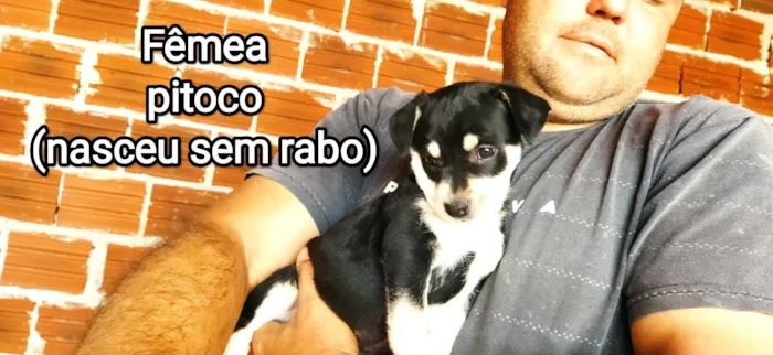 Cachorro ra a SRD-ViraLata idade Abaixo de 2 meses nome Sem nome. Filhotes