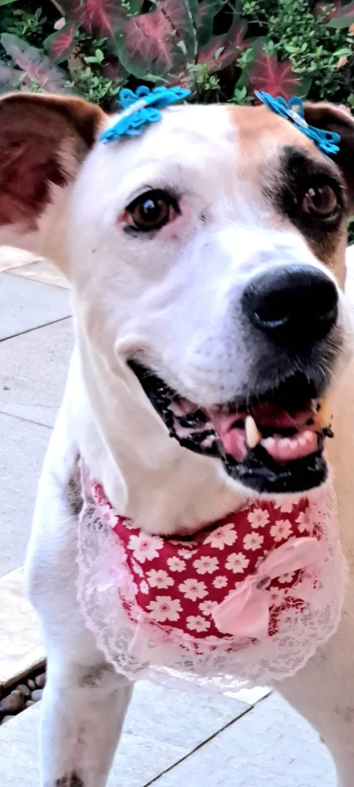 Cachorro ra a SRD-ViraLata com Boxer  idade 2 anos nome Duda mistiçinha de Boxer