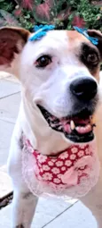 Duda mistiçinha de Boxer