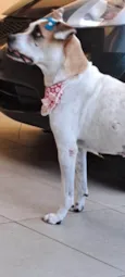 Duda mistiçinha de Boxer