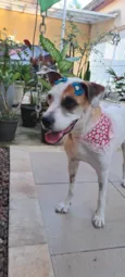 Duda mistiçinha de Boxer