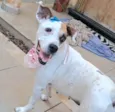 Duda mistiçinha de Boxer