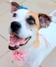 Duda mistiçinha de Boxer