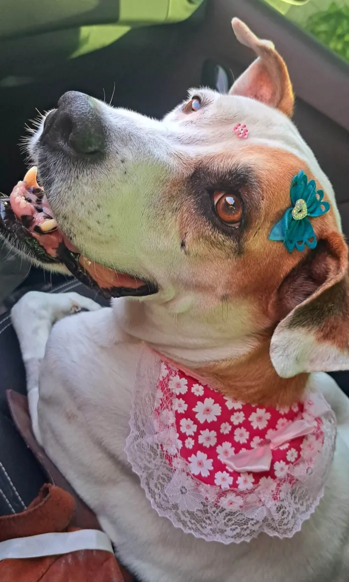 Cachorro ra a SRD-ViraLata com Boxer  idade 2 anos nome Duda mistiçinha de Boxer