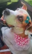 Duda mistiçinha de Boxer