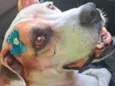 Duda mistiçinha de Boxer
