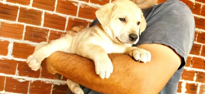 Cachorro ra a SRD-ViraLata idade Abaixo de 2 meses nome Sem nome filhote