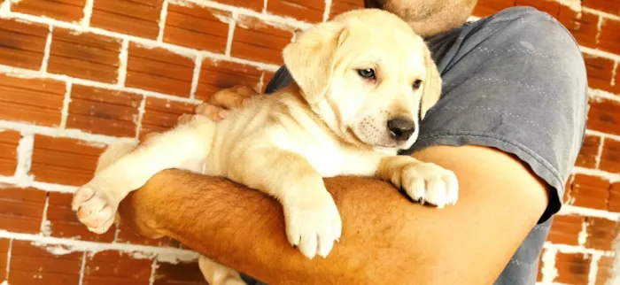 Cachorro ra a SRD-ViraLata idade Abaixo de 2 meses nome Sem nome filhote