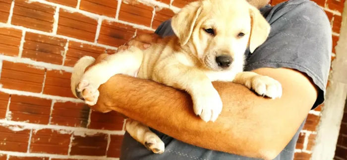 Cachorro ra a SRD-ViraLata idade Abaixo de 2 meses nome Sem nome filhote