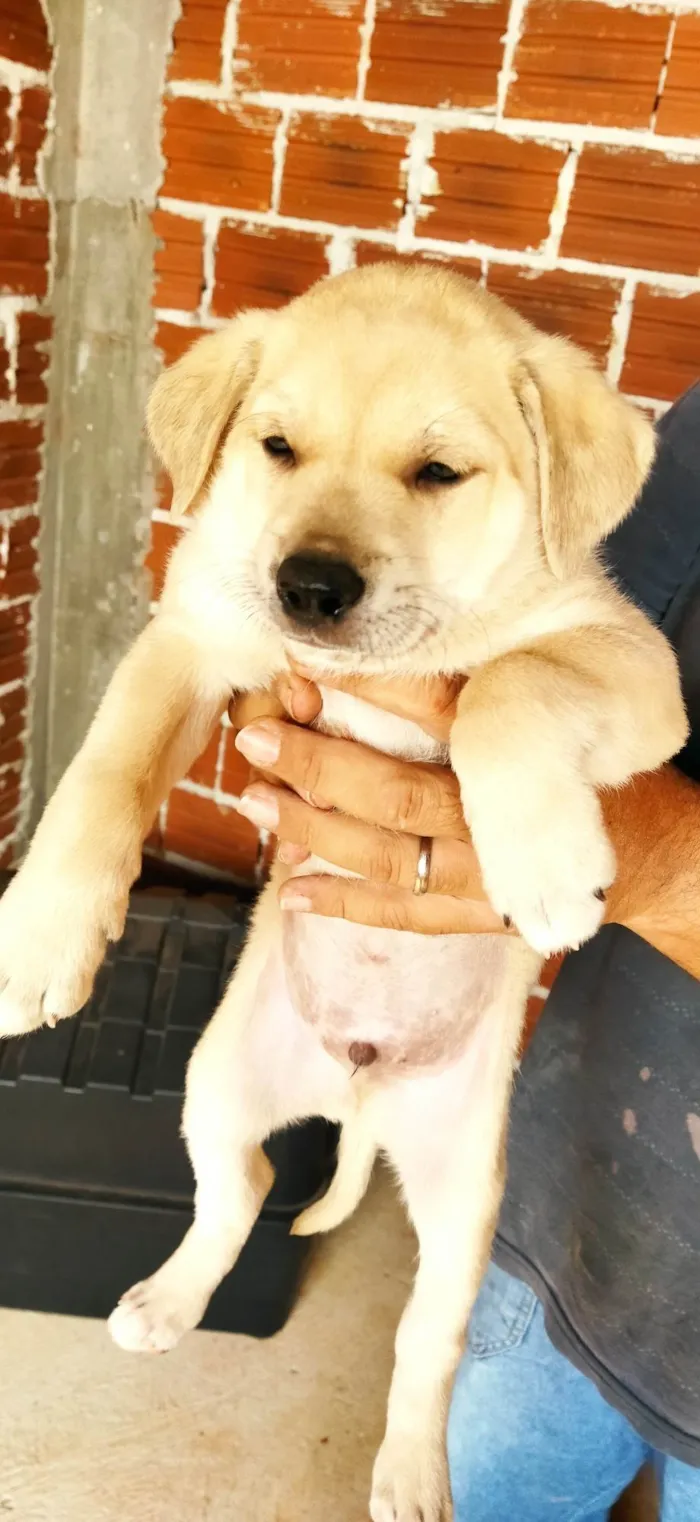 Cachorro ra a SRD-ViraLata idade Abaixo de 2 meses nome Sem nome filhote