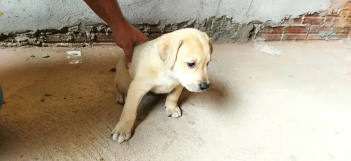 Cachorro ra a SRD-ViraLata idade Abaixo de 2 meses nome Sem nome filhote