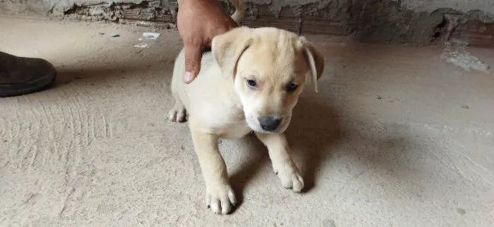 Cachorro ra a SRD-ViraLata idade Abaixo de 2 meses nome Sem nome filhote